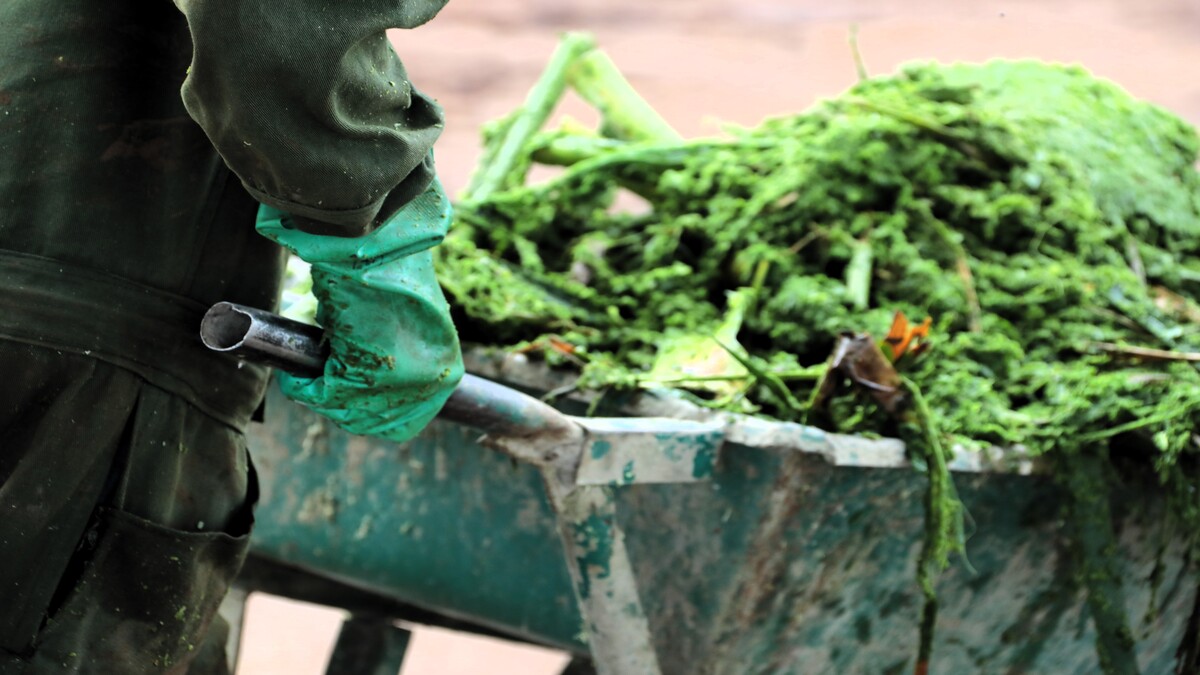 Embedding the bioeconomy into national circular economy plans